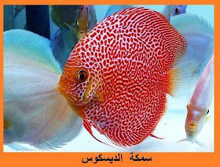 حيوانات بحرية غاية في الروعة والجمال سبحان الله، سمكة الديسكوس