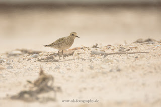 Wildlifefotografie Helgoland Düne Goldregenpfeifer