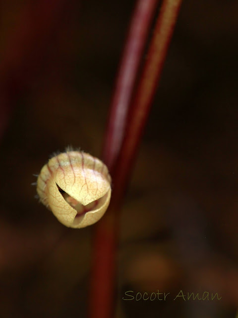 Asarum caulescens