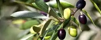 pakistan to become a member of international olive council 2021