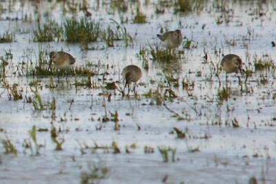 Krombekstrandloper - Reade Gril - Calidris ferruginea