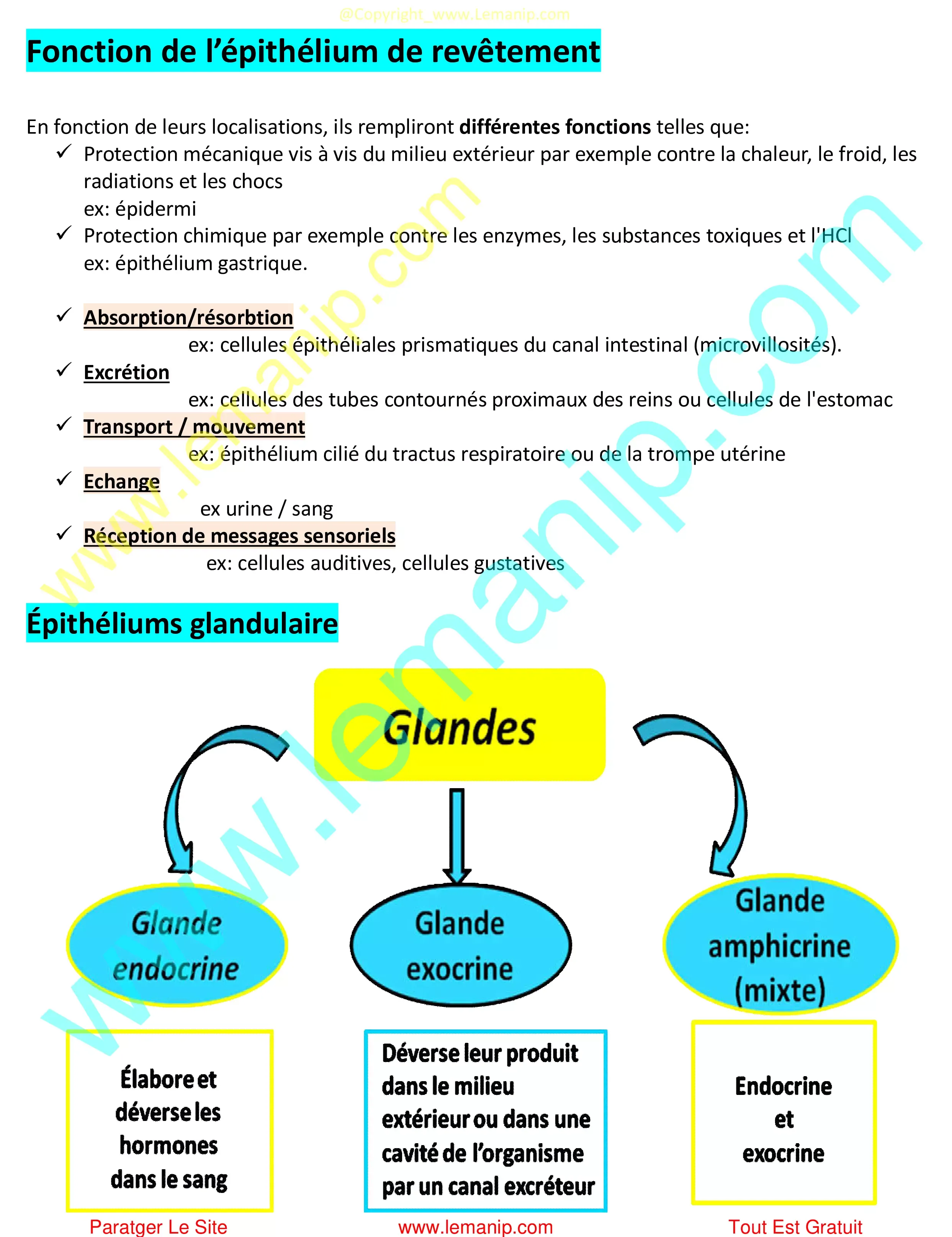 Fonction de l’épithélium de revêtement et Épithéliums glandulaire