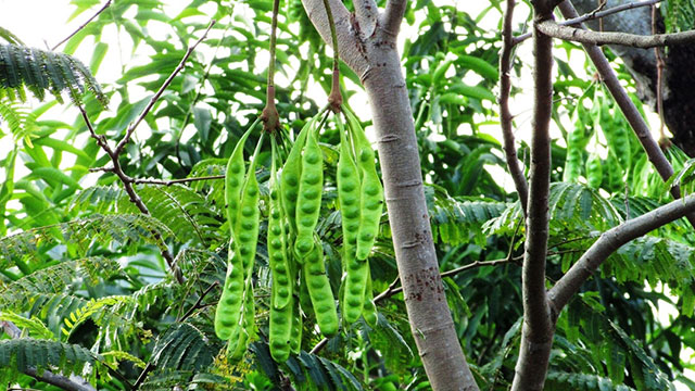 pohon petai berbuah lebat