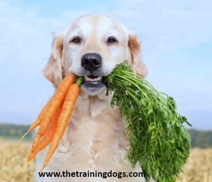 can dogs eat carrot