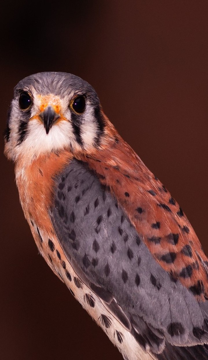 Majestic kestrel bird.