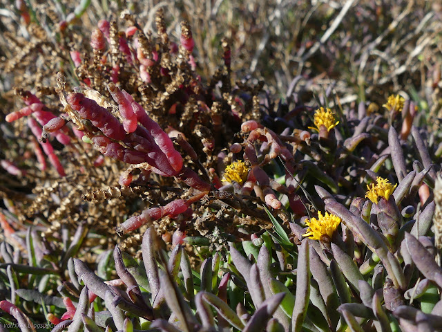 22: natives in bloom or past