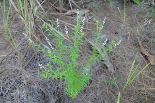 gambar rumput remason akar balsem Polygala Paniculata