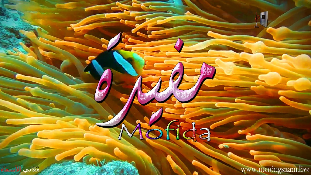 معنى اسم, مفيدة, وصفات, حاملة, هذا الاسم, Mofida,