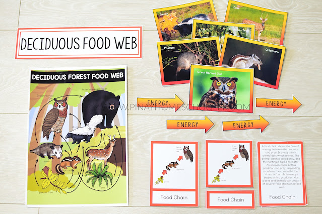 Deciduous Forest Food Web and Food Chains Learning Resources