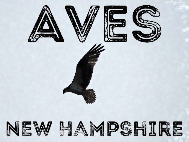 Fauna de New Hampshire: Aves