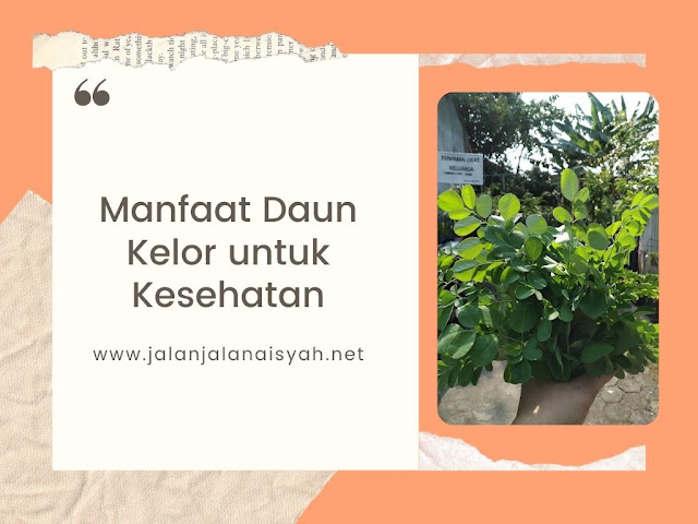 Manfaat Daun Kelor untuk Kesehatan