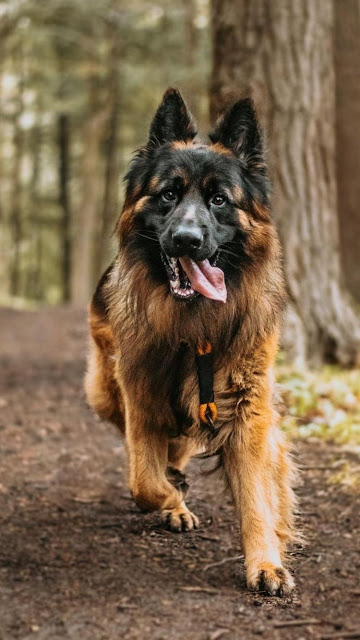 Dogs Breeds 2022 German Shepherd