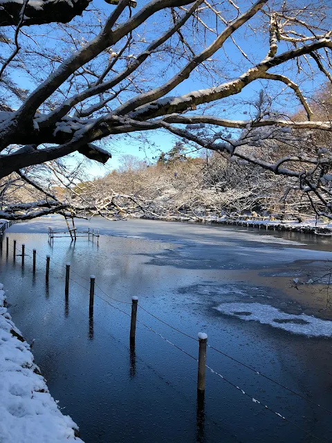 井の頭公園でも積雪