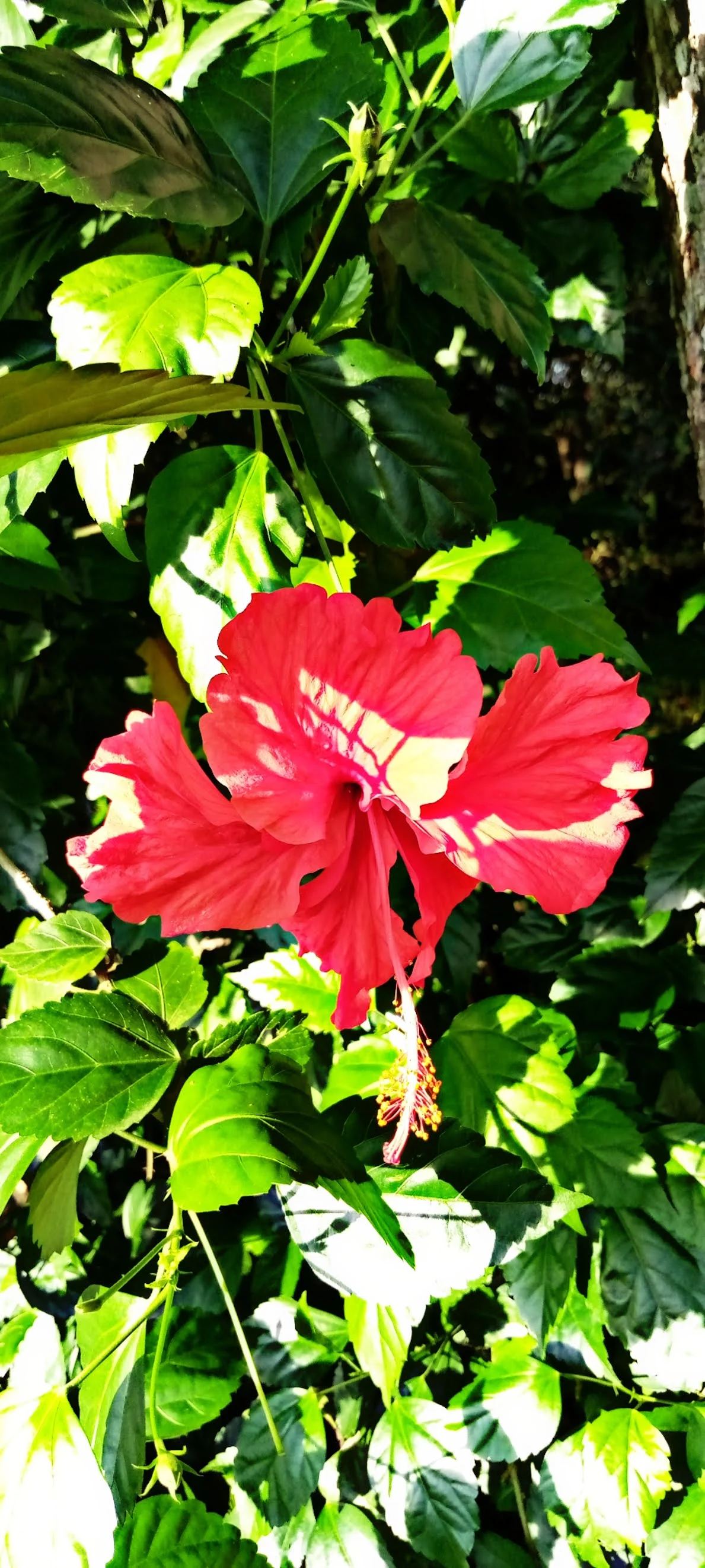 Chinese hibiscus