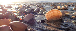 Surf clams Raumati low tide
