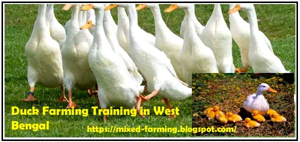 duck farming training in west bengal