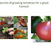 4 Secrets of growing tomatoes