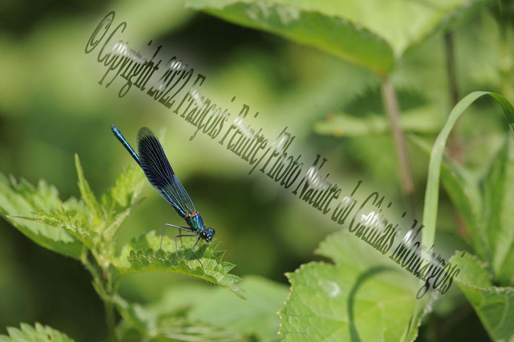 Calopteryx éclatant mâle