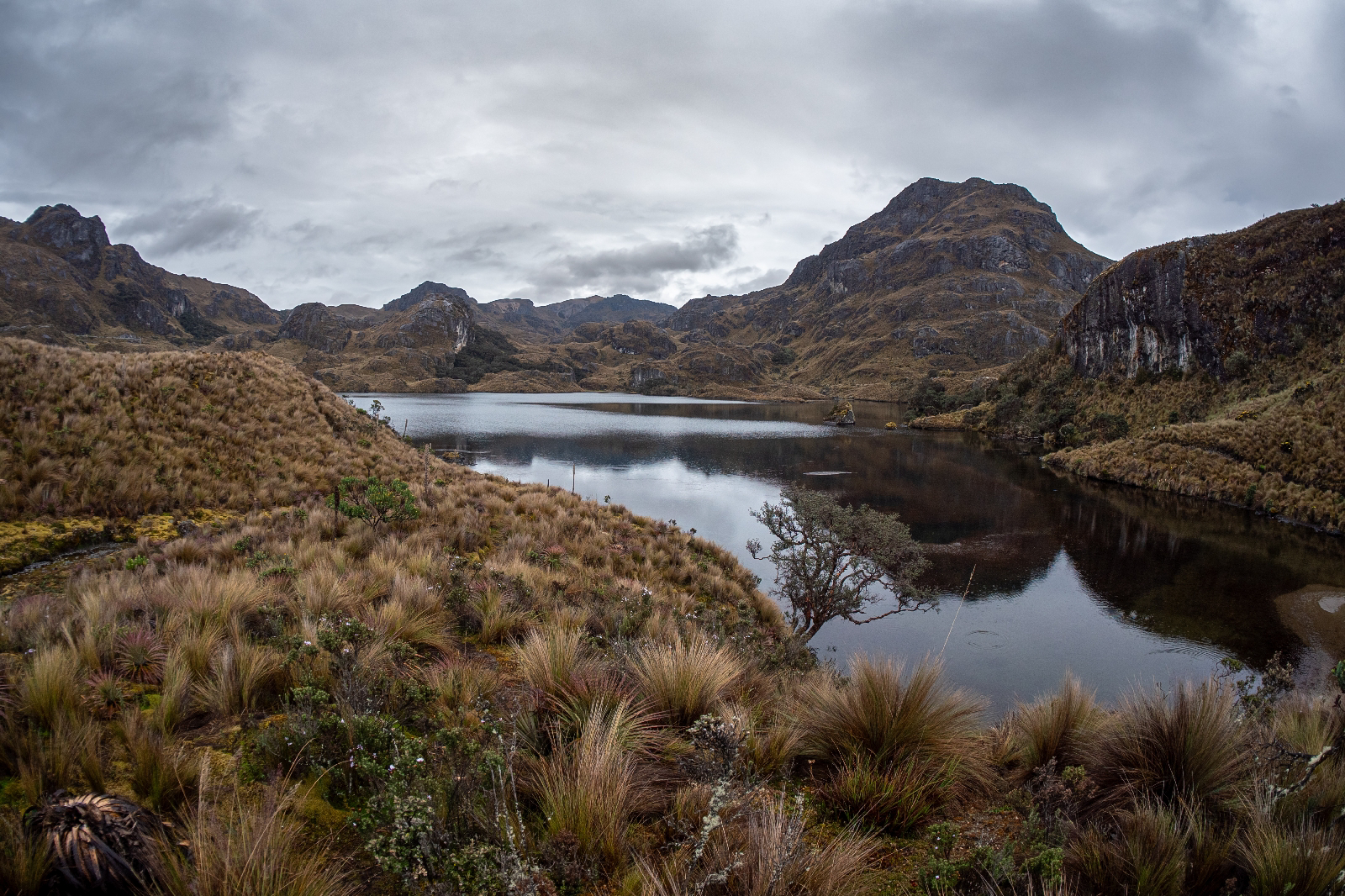 Día 20: Parque Nacional Cajas - Ecuador Continental (1)