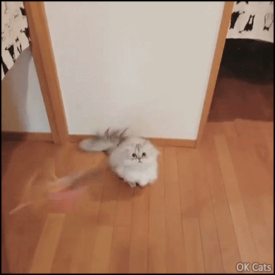 Funny Cat GIF • Leaping fluff cat trying to cat his toy. “Gonna catch it because I'm a flying Ninja cat!”