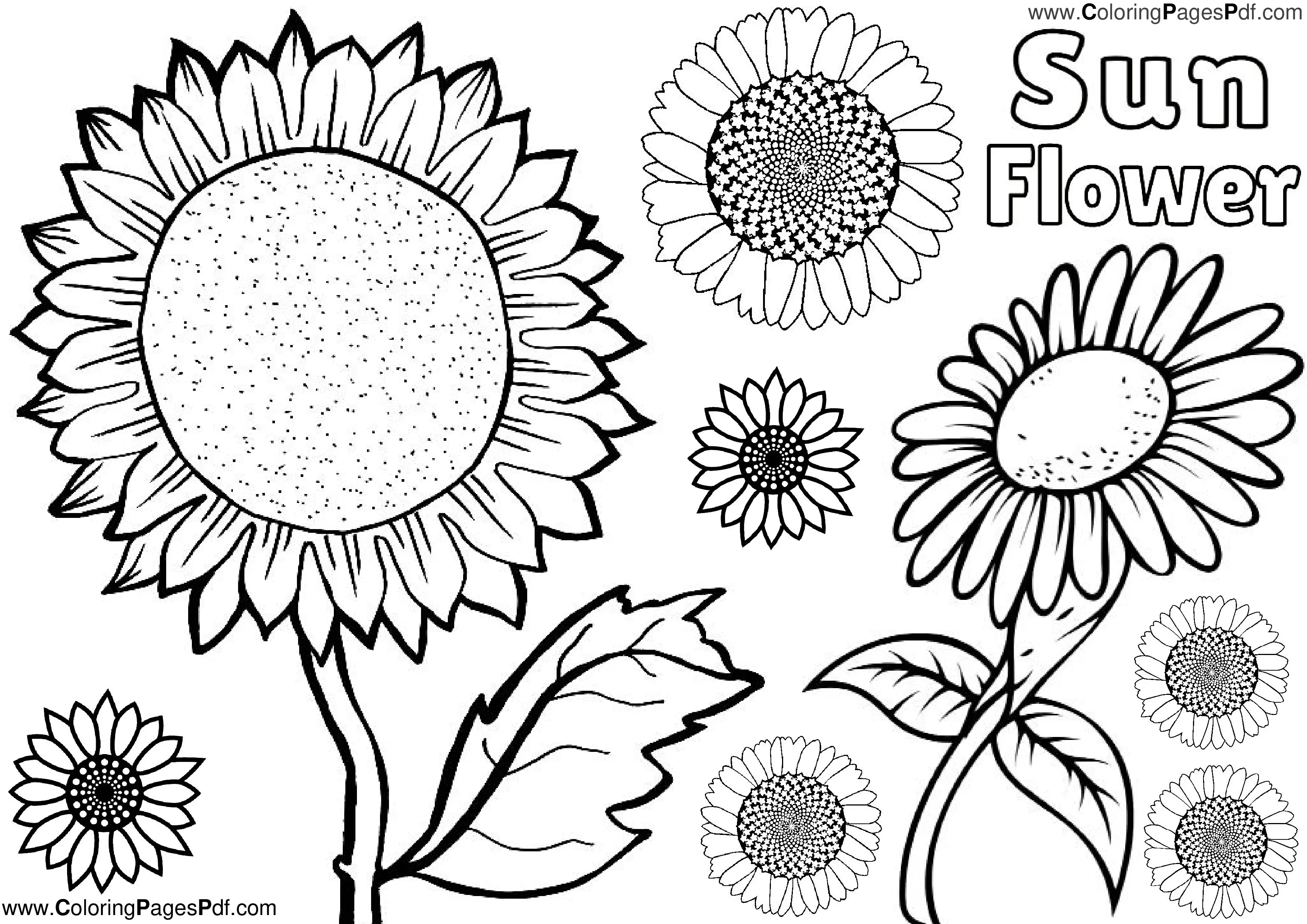 Sunflower coloring page PDF