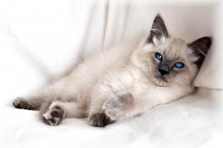 Top 10 Facts About Balinese Cats