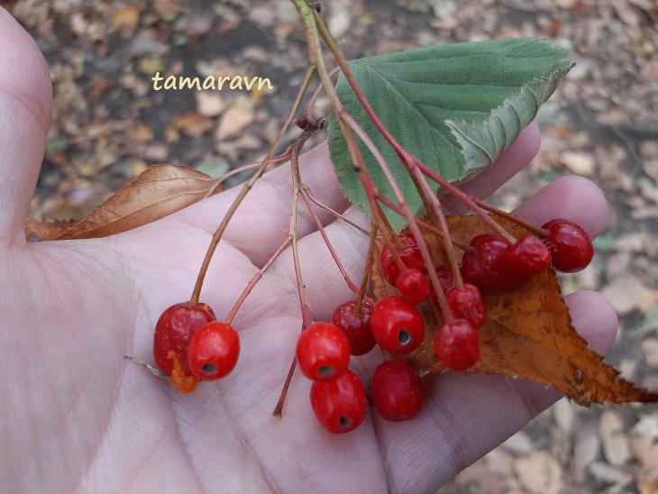 Мелкоплодник ольхолистный / Рябина ольхолистная (Micromeles alnifolia, =Sorbus alnifolia)