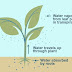Water-Absorption-ascent-of-sap | uksir-notes |Plant- Physiology