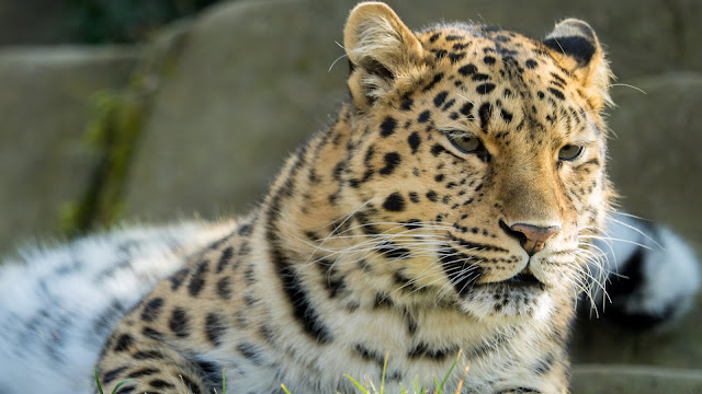 Amur Leopard HD Wallpaper