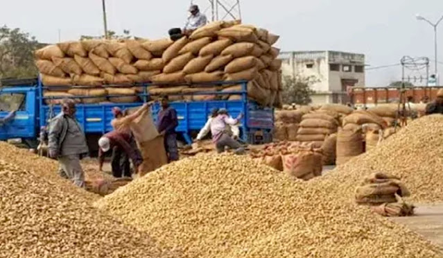 commodity market news of peanut seeds price today hike agriculture in Gujarat groundnut seeds demand to improve
