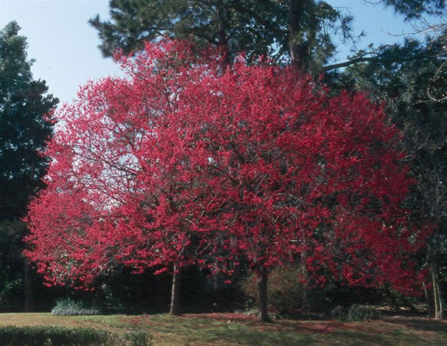 Вишня колокольчатая (Prunus campanulata, =Cerasus campanulata)