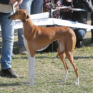 Azawakh is one out of the most dog breeds in the world.