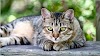Domestic Shorthair Cat Breed