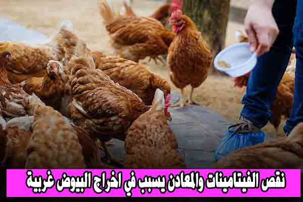 نقص الفيتامينات والمعادن يسبب في اخراج البيوض غربية عند الدجاج