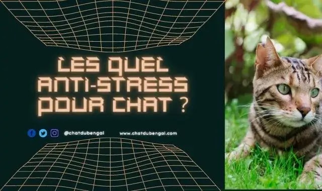 Quel Anti-stress pour chat ?