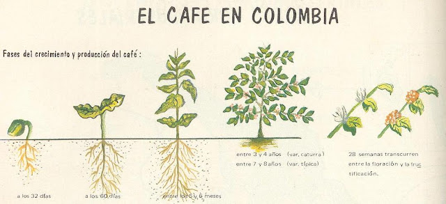 Crecimiento del café