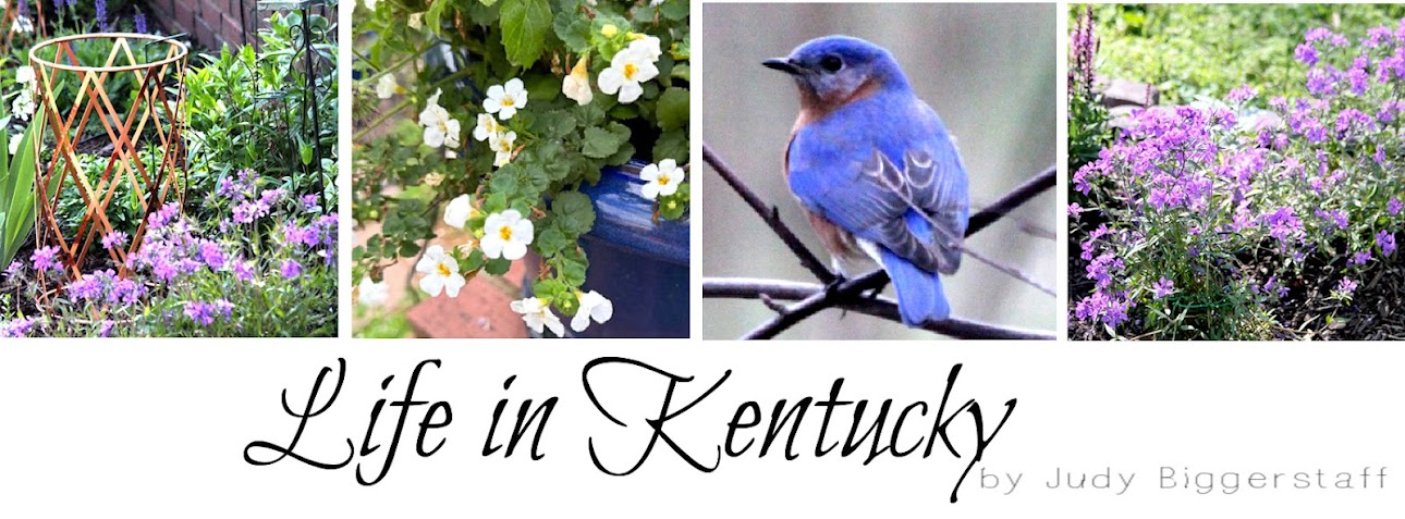 JBigg: Life in Kentucky