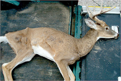 What does chronic wasting disease look like?