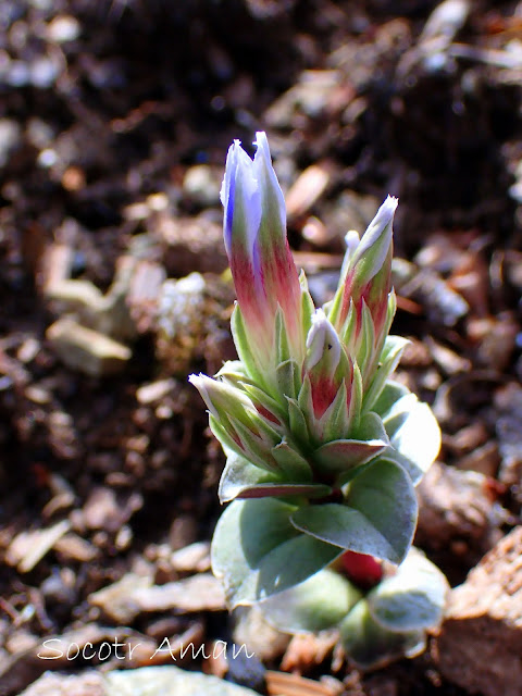 Gentiana zollingeri