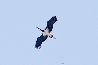 Black Stork