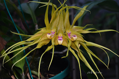 Bulbophyllum ericssonii - The Ericsson's Bulbophyllum care