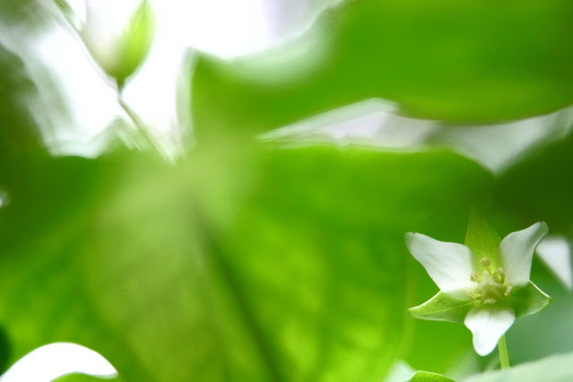 Trillium tschonoskii