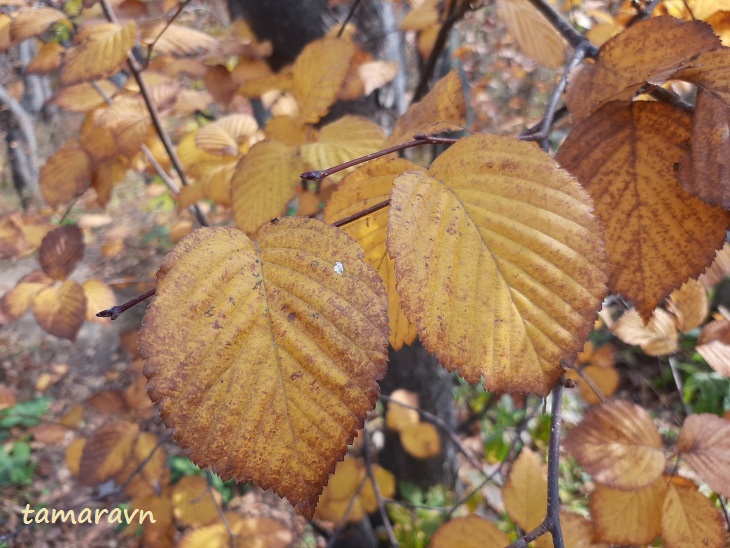 Мелкоплодник ольхолистный / Рябина ольхолистная (Micromeles alnifolia, =Sorbus alnifolia)