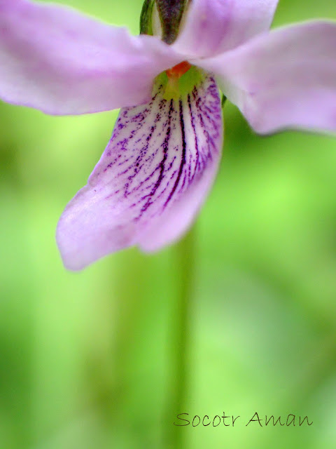 Viola verecunda