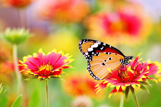 TOP 4K Desktop - HD Laptop - Premium Wallpapers – Free Download – Butterfly