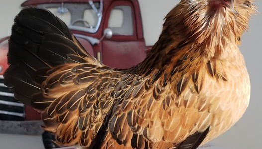 Belgian Bearded d'Anvers Chicken (Gallus gallus domesticus)