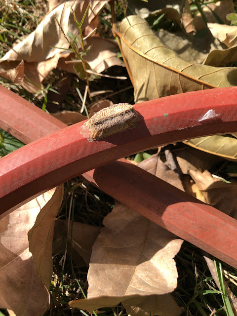 Insect eggs attached to a red garden hose