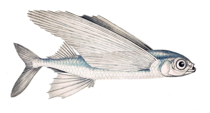 Ikan Terbang: Karakteristik, Pentingnya dalam Budaya, dan Upaya Konservasi untuk Kelangsungan Hidupnya