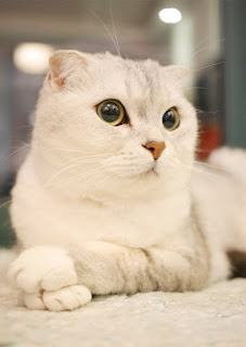 Scottish Fold, el gato con orejitas dobladas