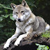 Πάρνηθα – Η ανακοίνωση της Περιβαλλοντικής Οργάνωσης «Καλλιστώ» για την επίθεση λύκου σε σκύλο